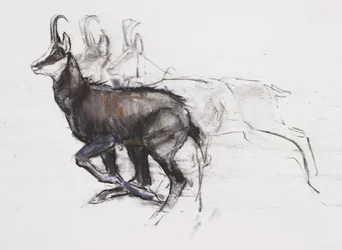 Running Chamois