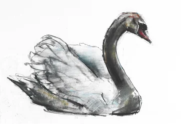 Swan