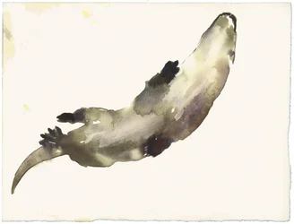 Swimming Above