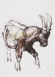 Young Ibex, Gran Paradiso, 2005