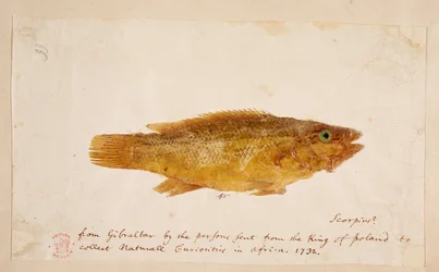 A Fish