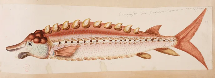 A Fish