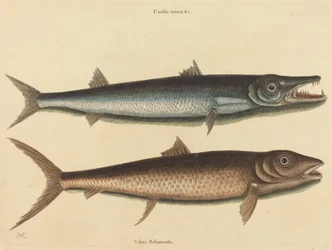 The Barracuda Esox barracuda