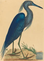 The Blue Heron
