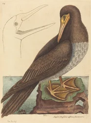 The Booby (Pelecanus Sula)