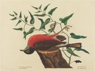 The Fieldfare of Carolina