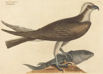 The Fishing Hawk