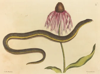 The Glass Snake