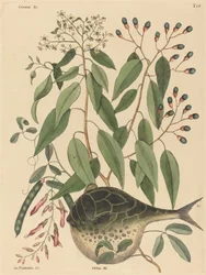 The Globe Fish (Tetrodon lagocephalus)