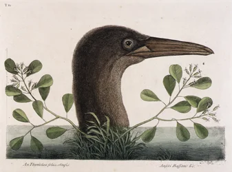 The Great Booby (An Thymelaea foliis obtusis, Anseri Bassano & c.)