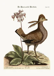 The Heathcock, 1749-73