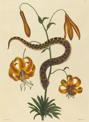 The Hog-nose Snake