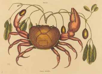 The Land-Crab, Published 1731-1743