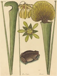 The Land Frog Rana