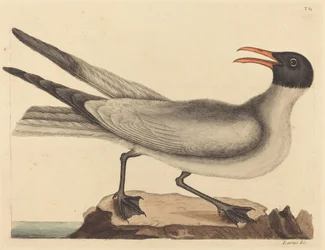 The Laughing Gull