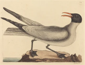 The Laughing Gull