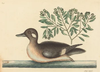 The Little Brown Duck (Anas rustica)