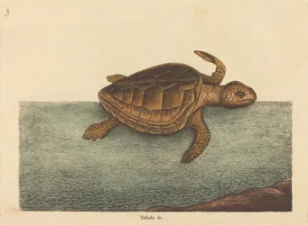 The Loggerhead Turtle Testudo Cavanna
