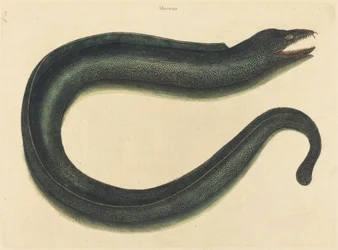 The Muray (Muraena helena)