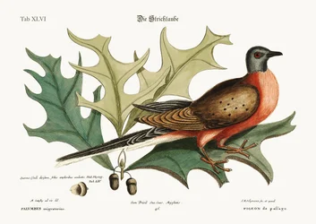 The Pigeon of Passage