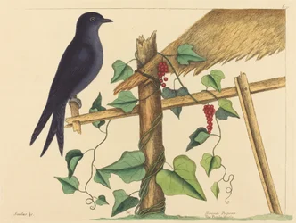 The Purple Martin (Hirundo purpurea)