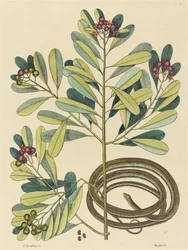 The Ribbon Snake