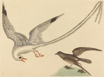 The Rice-bird (Emberiza oryzivora)