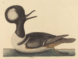 The Round Crested Duck