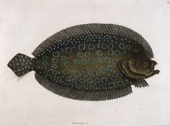 The Sole (Solea lunata & c)