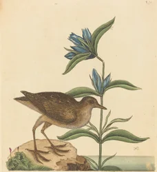 The Soree Rallus Virginianus, published 1731-1743