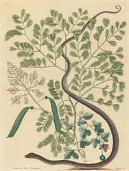 The Spotted Ribbon Snake