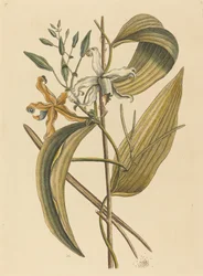 The Vanelloe
