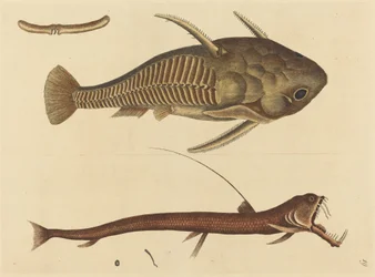 The Viper-mouth Silurus cataphractus, published 1731-1743