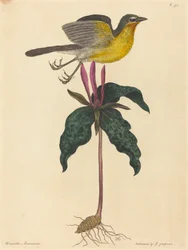 The Yellow-breasted Chat, published 1754