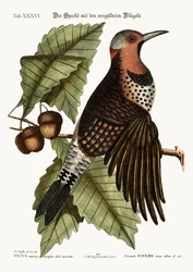 The gold-winged Woodpecker