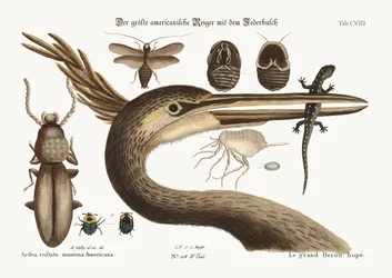 The Largest Crested Heron, 1749-73