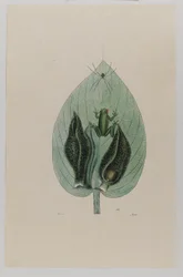 Tree Frog