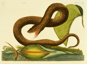 Viper Fusca, plate 45, vol. 1, from 