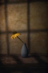 Yellow Flower Shadow