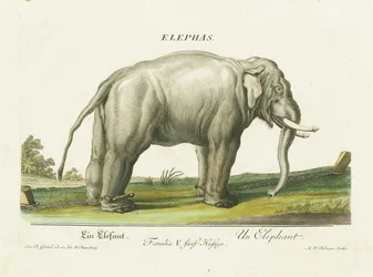 Asian Elephant in Chains