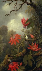 Hummingbird and Passionflowers