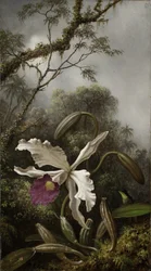 Hummingbird with White Orchid, 1875-1885