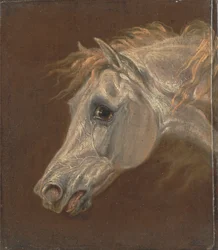 Head of a Grey Arabian Horse