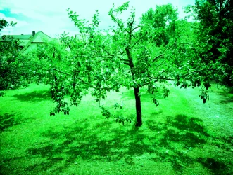 Apple Trees