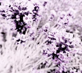 Lavender Purple Silver