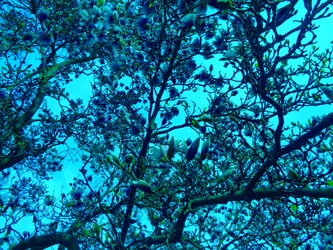 Blue Magnolias