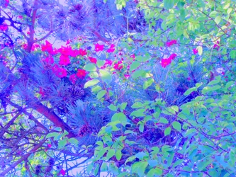 Plants