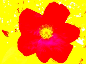 Pop Art Homage Andy Warhol