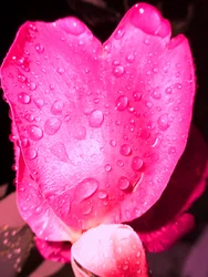 Raindrops