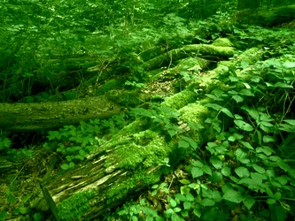 Wood
